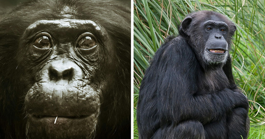 They Put It Where?!? Chimps Start Bizarre Trend and Stun Researchers