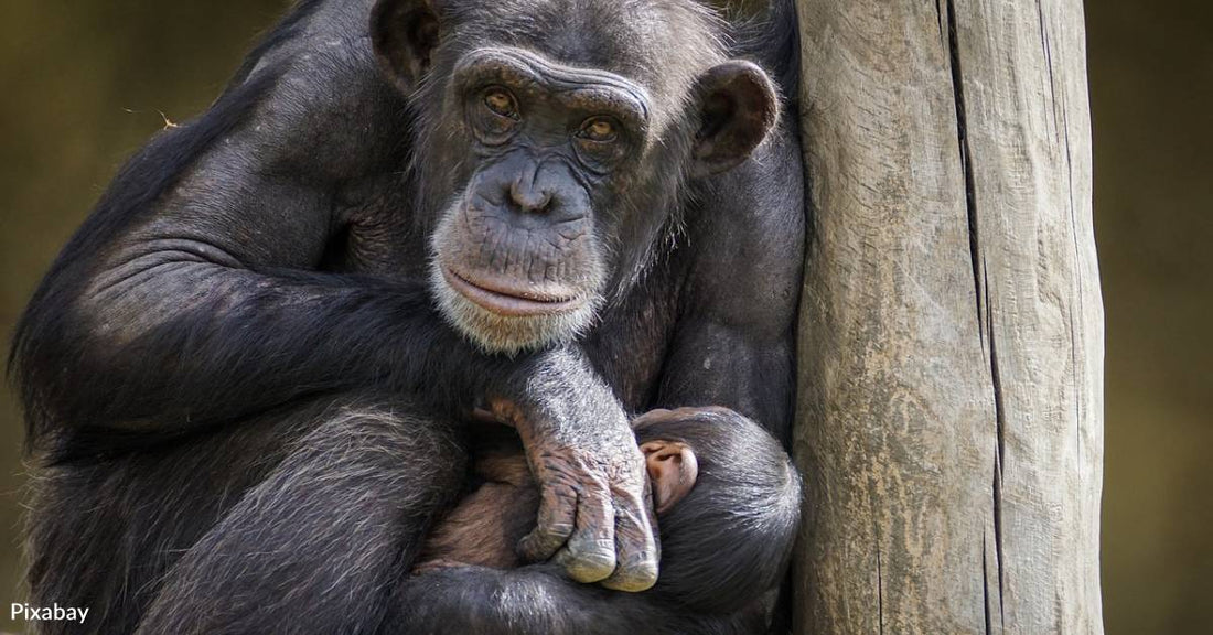 Chimpanzees Drum With Their Own Rhythm, Regional Style