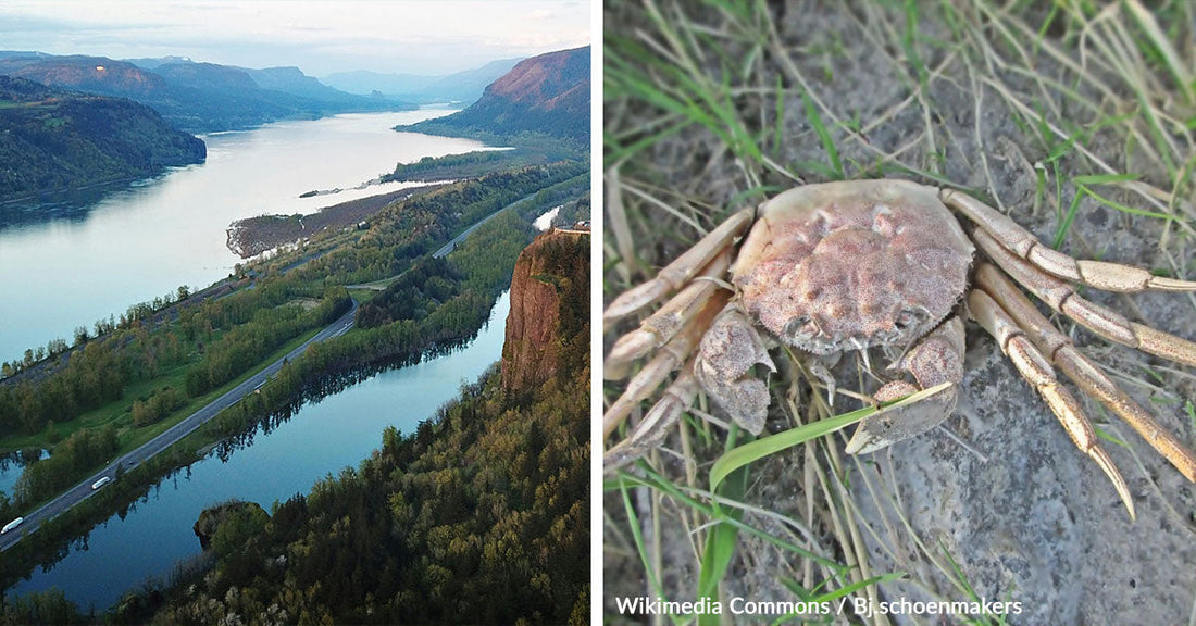 Invasive Crab Discovery Triggers Alarm in Columbia River