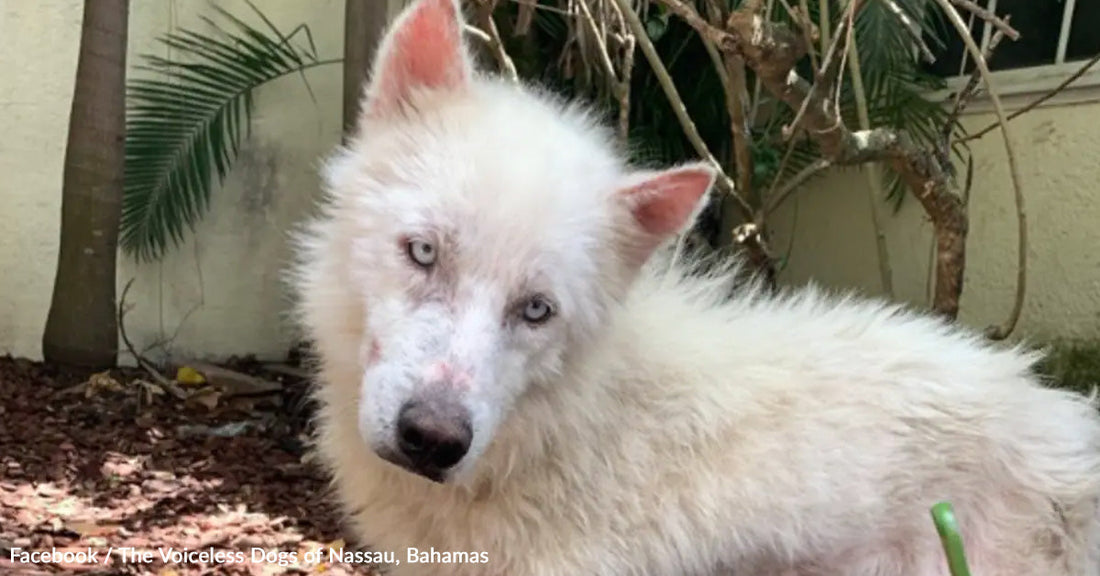 A fluffy white dog with blue eyes rests among tropical plants.