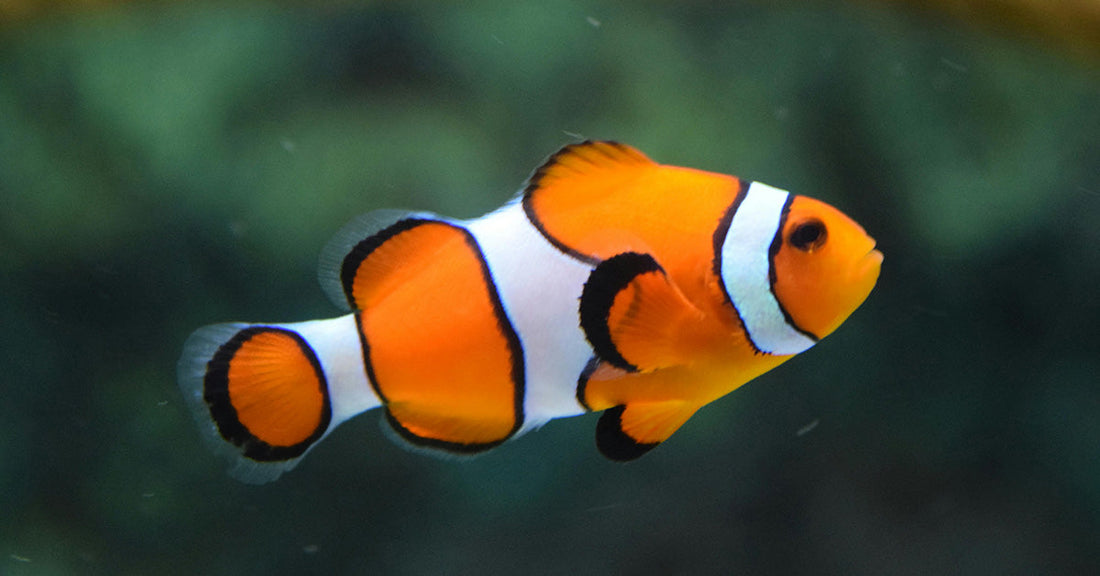 Clownfish Are Collapsing in Size as Ocean Temperatures Break Records