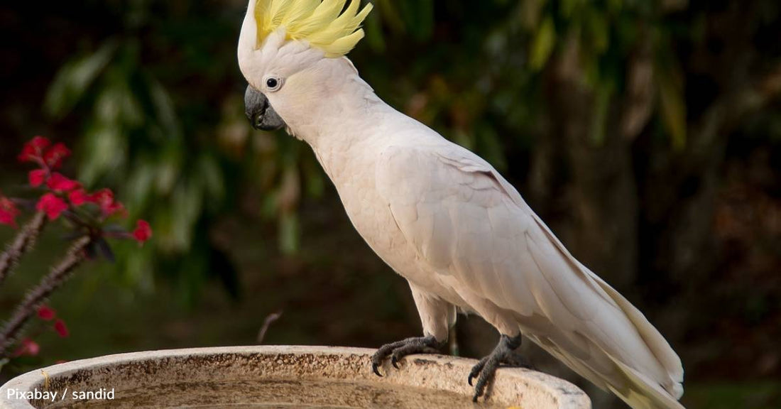 Clever Wild Birds in Australia Learn How to Operate Water Fountains