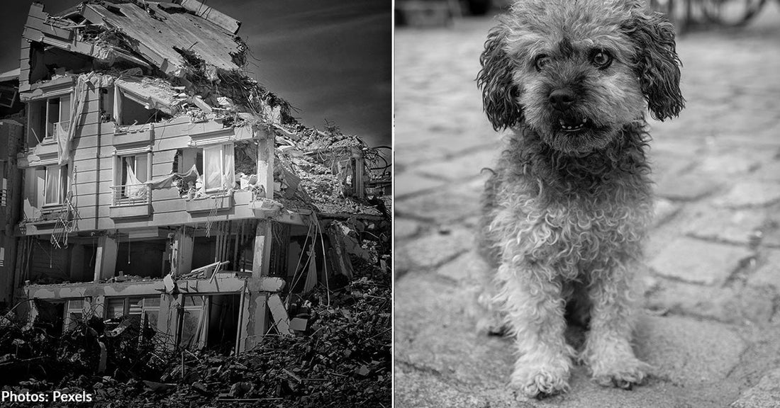 Colombian Woman Dies Protecting Her Dog During Earthquake