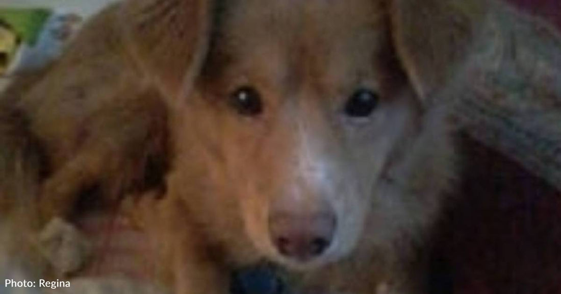 Woman Passes Out, Her Dog Won't Stop Barking Until He Gets Help