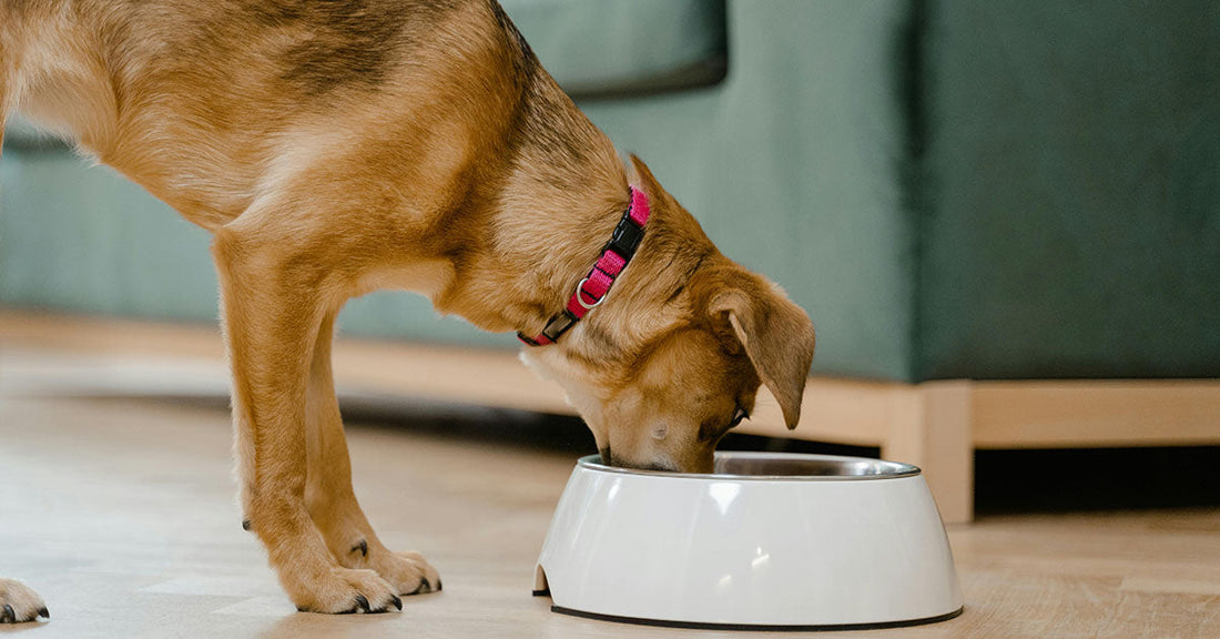 Dogs May Risk Deadly Infection When They Drink From Communal Bowls