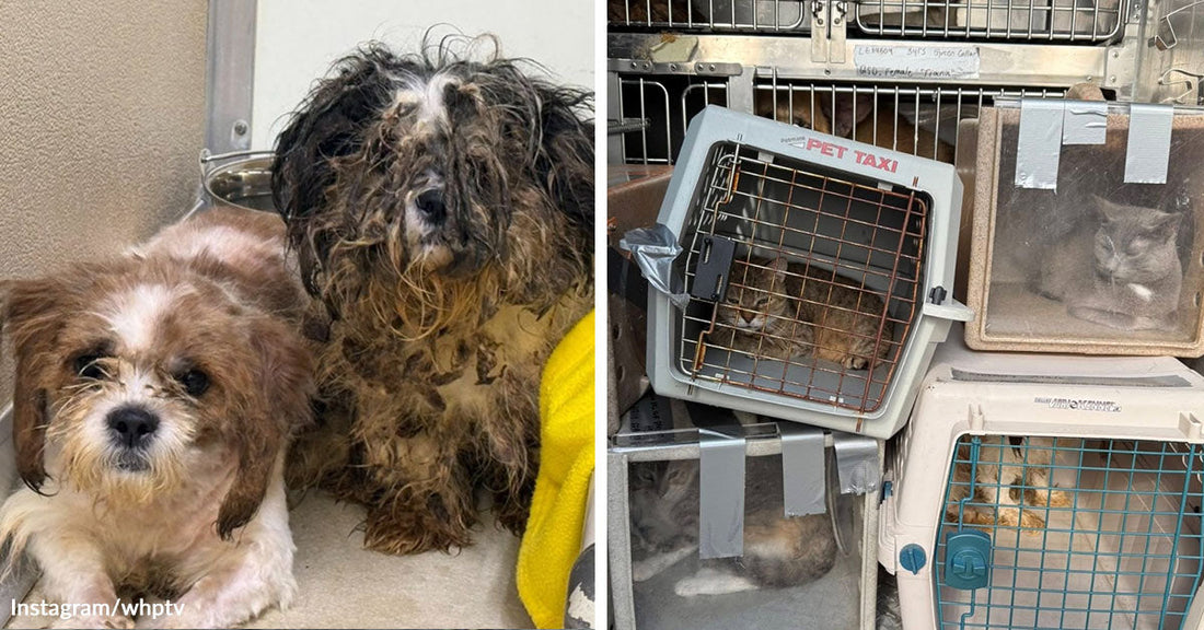Split image showing two small, matted dogs sitting indoors on the left and multiple cats in pet carriers stacked inside a vehicle or trailer on the right.