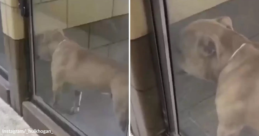 Light-colored dog standing outside a glass door looking inside, captured in a split-screen video frame.