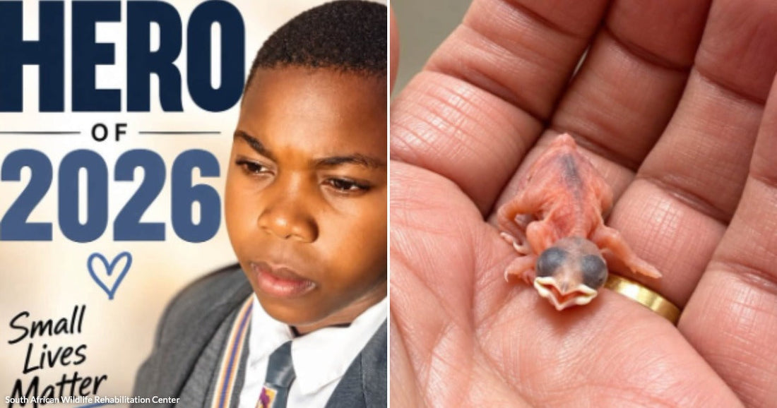 On the left, a young boy in school uniform appears in a motivational poster reading "Hero of 2026"; on the right, a tiny newborn animal rests in a person's palm.