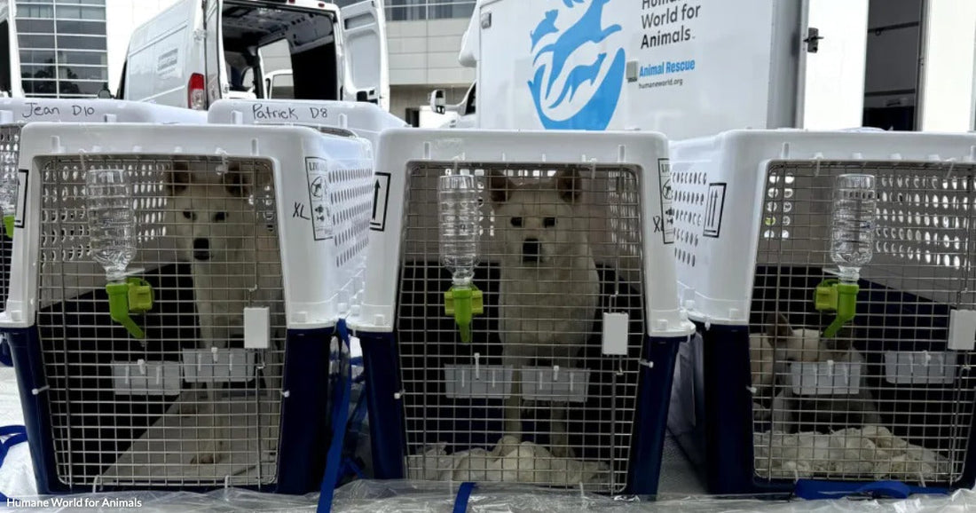 Three white dogs sit in travel crates labeled with names, staged outdoors near a Humane World for Animals Animal Rescue vehicle.