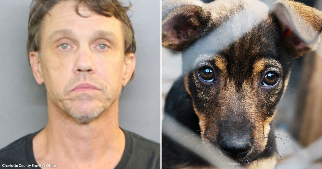 On the left, a middle-aged man with disheveled hair poses against a gray background; on the right, a young puppy with soulful brown eyes peers through a fence.