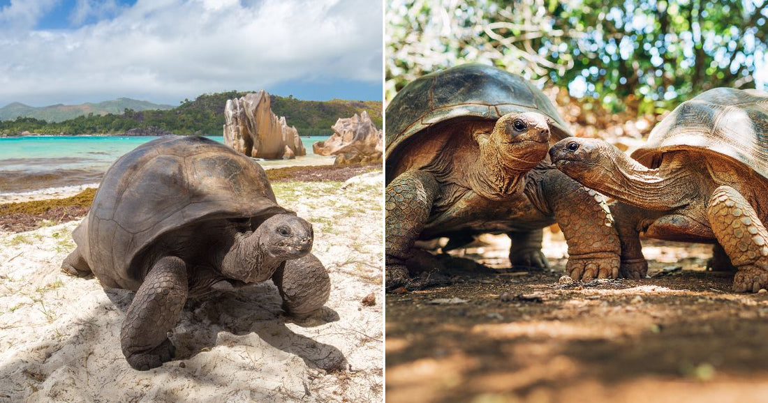On the left, a giant tortoise walks along a white sandy beach with turquoise water; on the right, two tortoises touch noses in a shaded forest clearing.