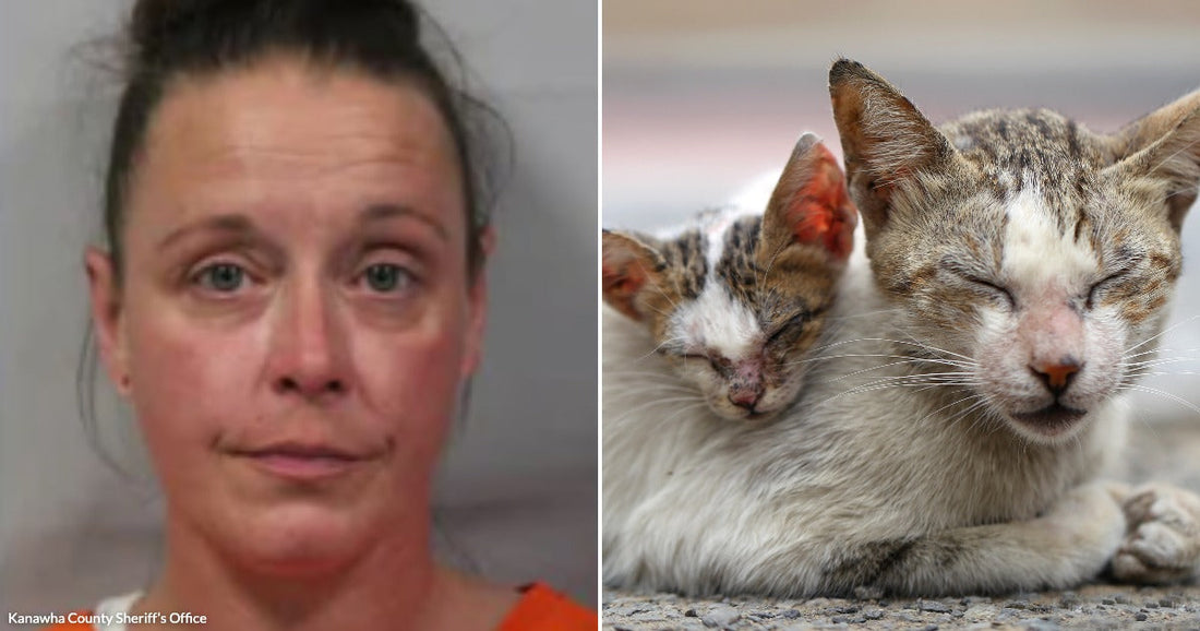 On the left, a woman with dark hair wearing an orange top poses for a photo indoors; on the right, two cats with mottled fur rest together on a stone.