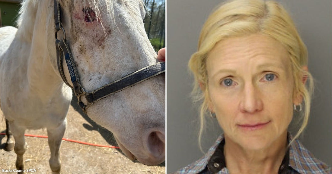 On the left, a white horse with a facial wound wearing an Amigo halter outdoors; on the right, a middle-aged blonde woman in a plaid shirt against a plain background.
