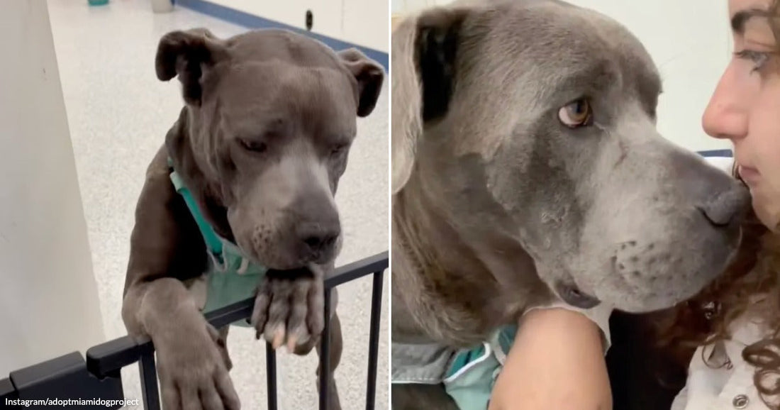 On the left, a gray pit bull rests its paws on a black gate indoors; on the right, the same dog leans close to a curly-haired woman's face.