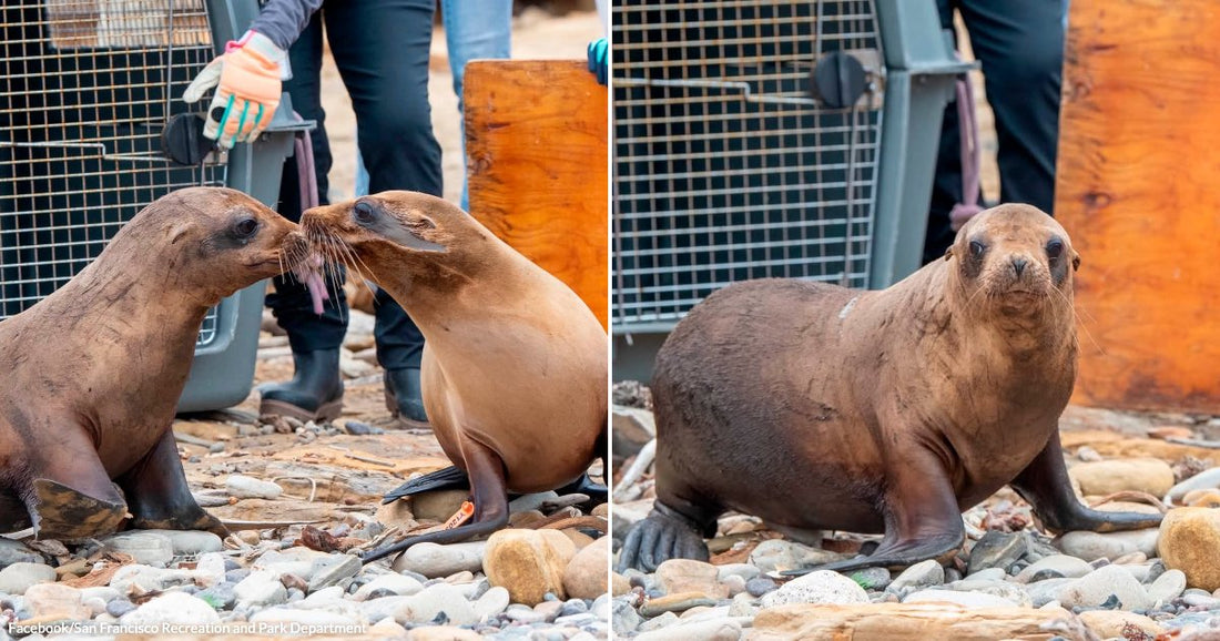 On the left, two sea lions touch noses on a rocky beach near a transport crate; on the right, a single sea lion pup looks toward the camera.