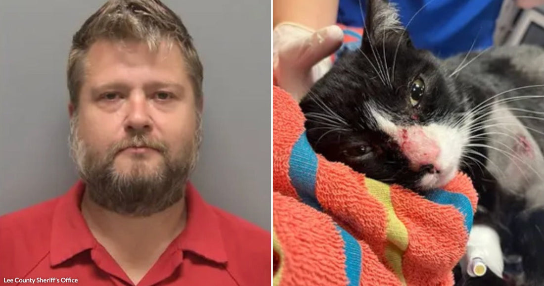 On the left, a bearded man in a red shirt poses against a gray background; on the right, an injured black-and-white kitten is wrapped in a colorful towel receiving veterinary.