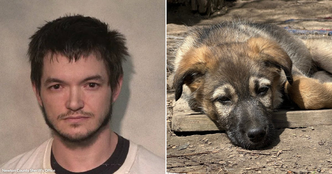 On the left, a young man with dark hair and a short beard faces the camera; on the right, a puppy rests on a wooden plank outdoors.