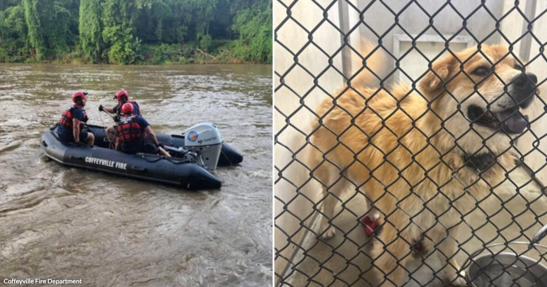 On the left, rescue personnel in red helmets operate an inflatable Coffeyville Fire boat on a muddy, flooded river; on the right, a fluffy golden dog stands in a kennel.