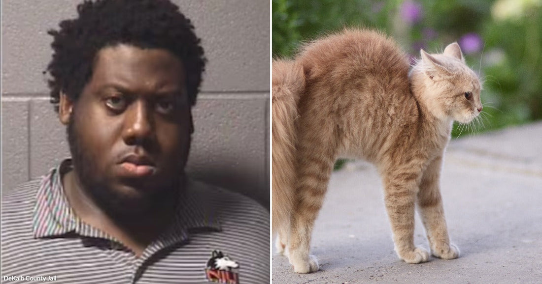Split image: mugshot of a man on the left, and a fluffy orange cat arching its back outdoors on the right.