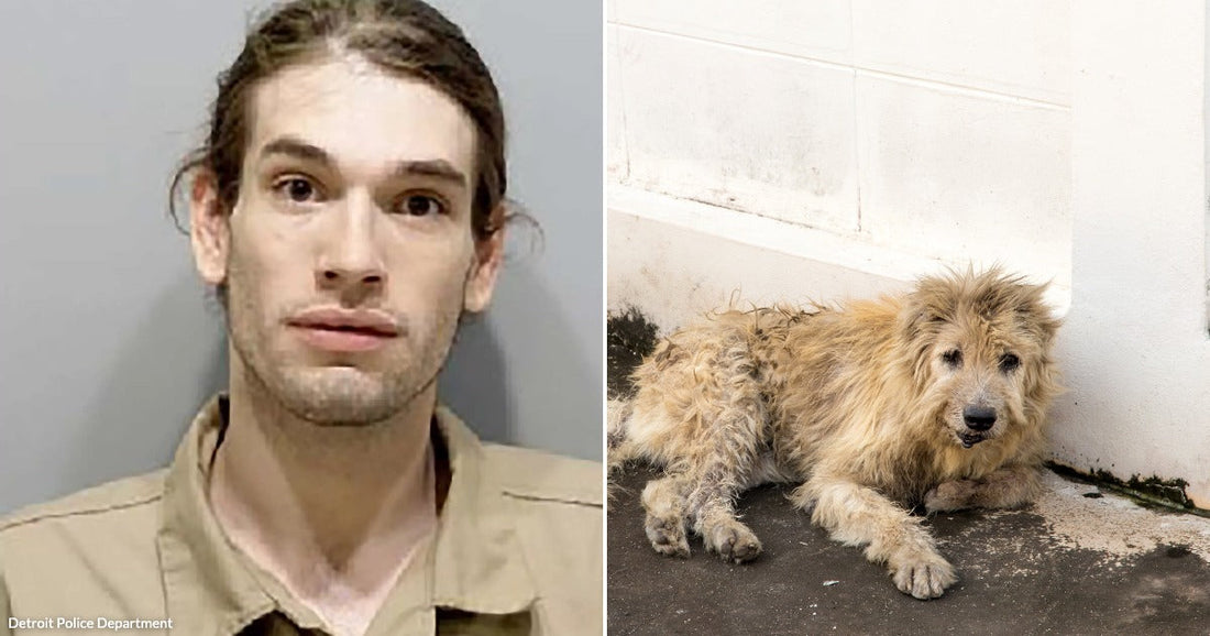 On the left, a young man with long brown hair poses against a gray background; on the right, a scruffy, dirty dog rests on a concrete floor near a wall.