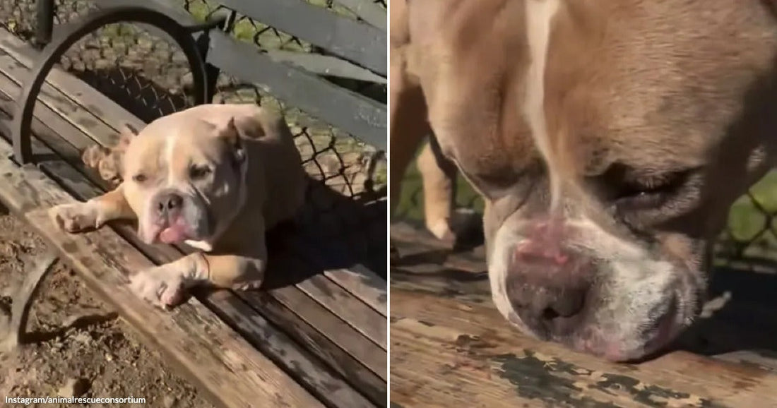 On the left, a tan English Bulldog rests its chin on a wooden park bench, tongue out; on the right, a close-up of the same bulldog's wrinkled face pressed against.