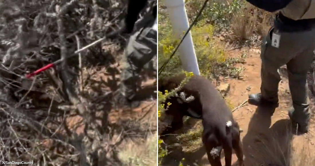 On the left, a compound bow lies tangled in dark desert brush; on the right, a uniformed officer uses a catch pole to guide a dark-colored goat on rocky terrain.