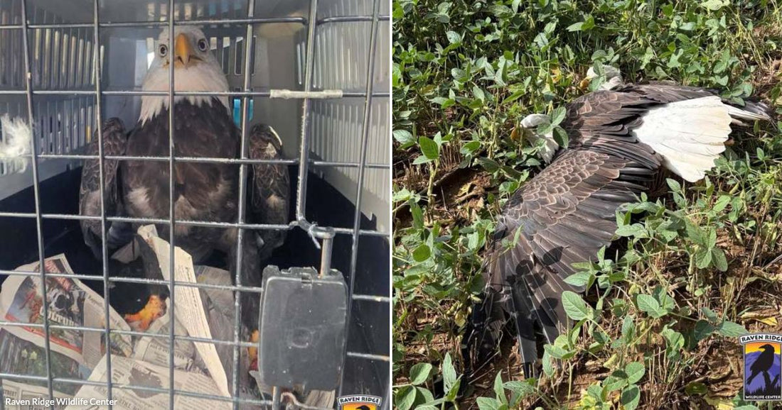 On the left, a bald eagle sits inside a wire transport crate lined with newspaper; on the right, a bald eagle lies wing-spread in a green field.