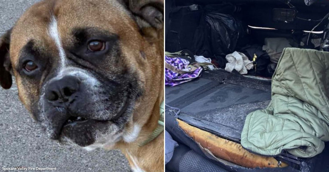 On the left, a brown and white Boxer dog looks directly at the camera; on the right, a vehicle's interior shows severe fire damage with melted and charred components.