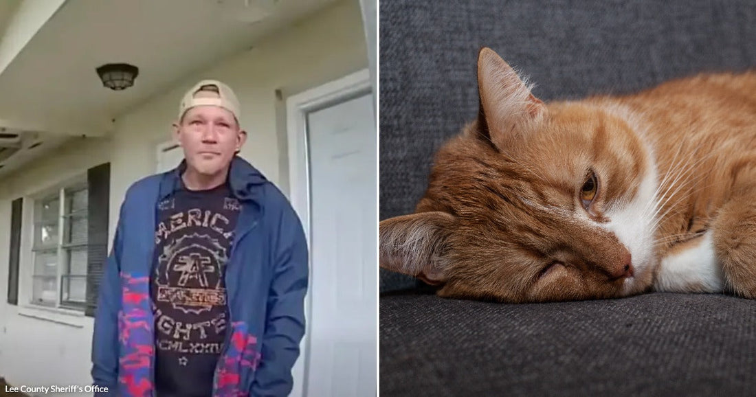 On the left, a man in a blue jacket and cap stands on a house porch; on the right, an orange tabby cat rests on a gray couch.