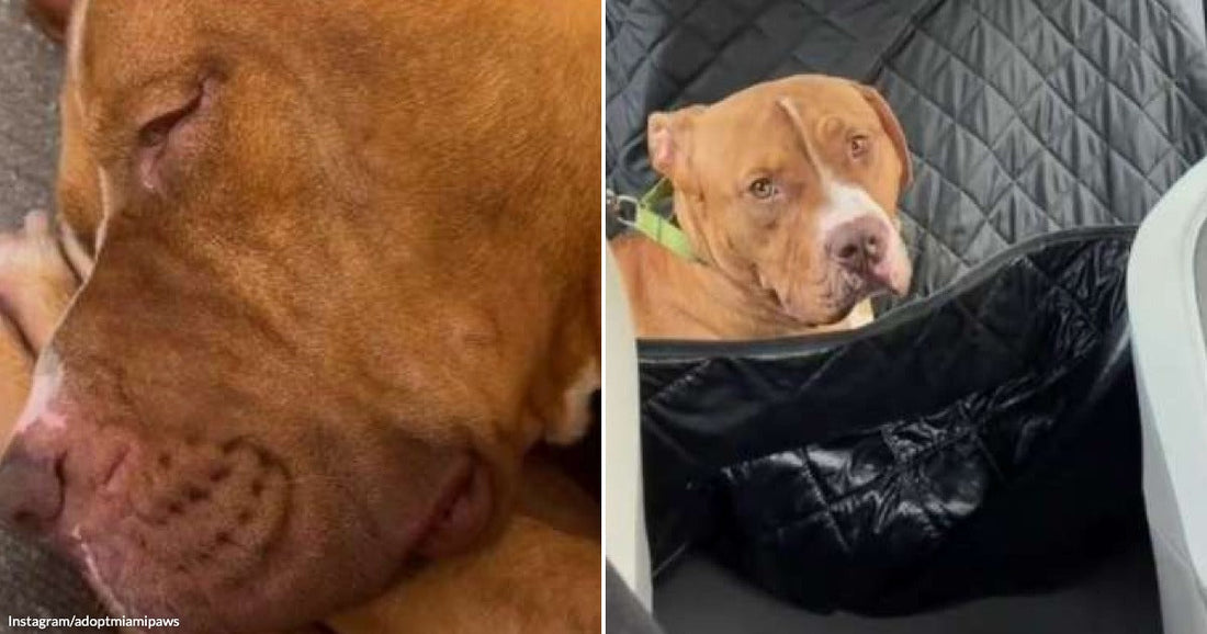 On the left, a red-brown dog sleeps with its head resting on its paw; on the right, the same dog sits in a car's back seat wearing a green collar.