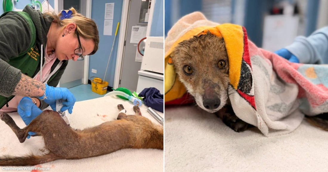On the left, a tattooed woman in gloves treats an injured fox on a veterinary table; on the right, the fox peeks out from colorful towels on an exam surface.