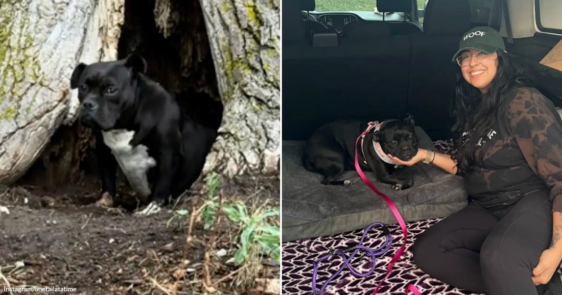 Terrified Dog Survives Summer Heat Inside a Tree Trunk Until One Woman Refuses to Give Up