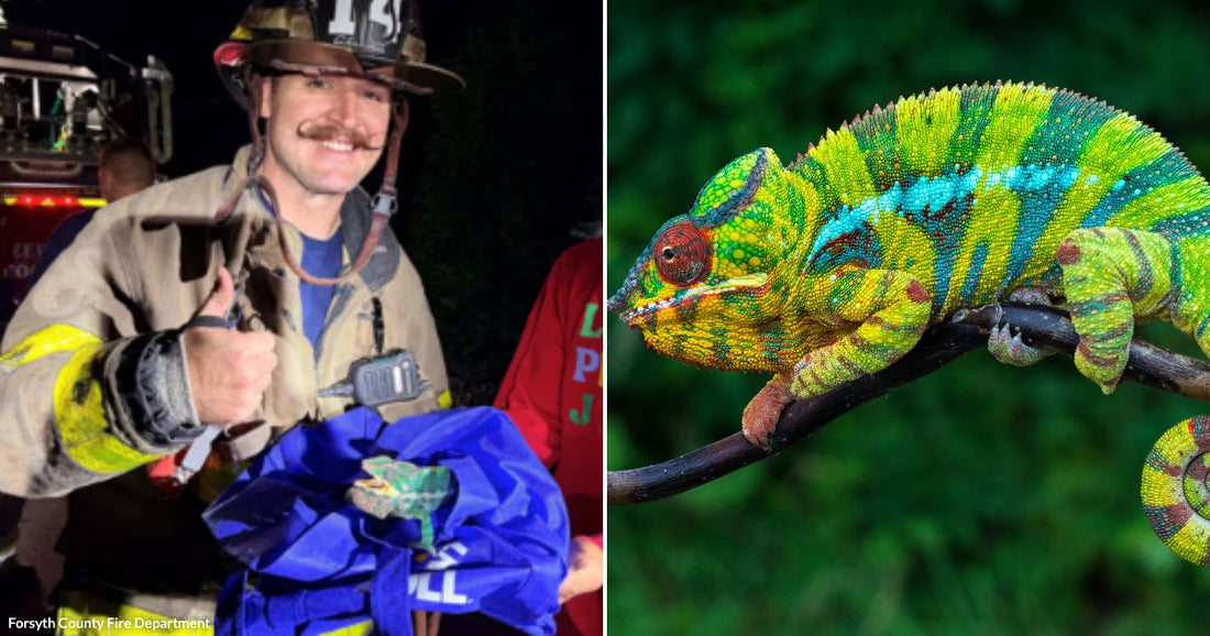 On the left, a mustachioed firefighter in gear gives a thumbs-up while holding a small reptile wrapped in blue fabric; on the right, a colorful chameleon perches on a branch.