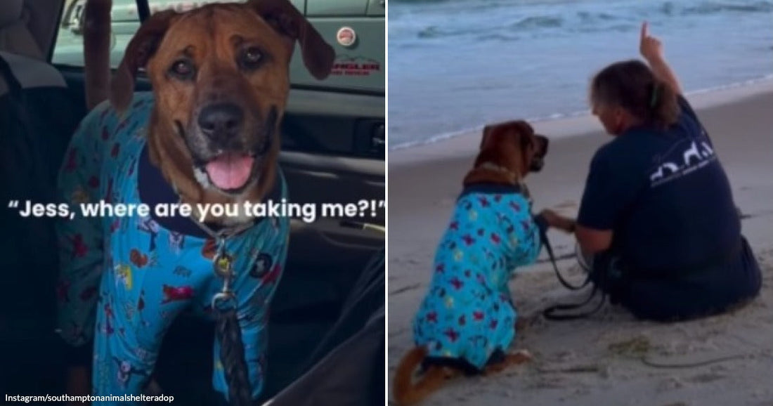 On the left, a brown dog in blue pajamas sits in a car backseat, tongue out; on the right, the same dog sits with a woman on a sandy beach.