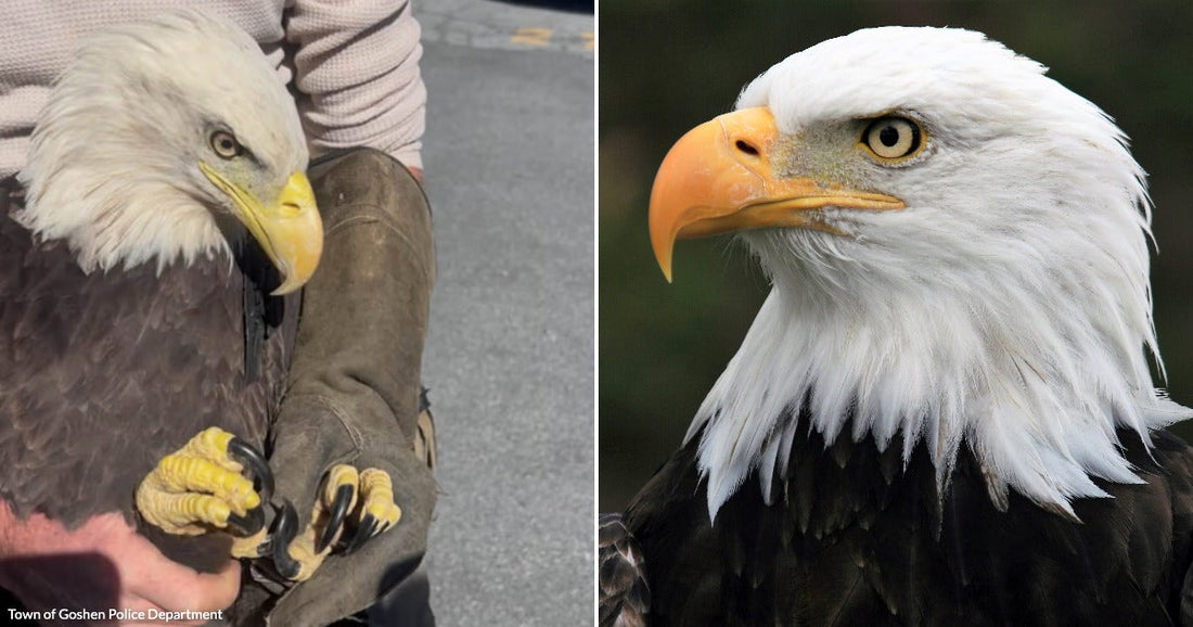 On the left, a person in a thick glove holds a bald eagle by its talons; on the right, a bald eagle poses against a blurred green background.