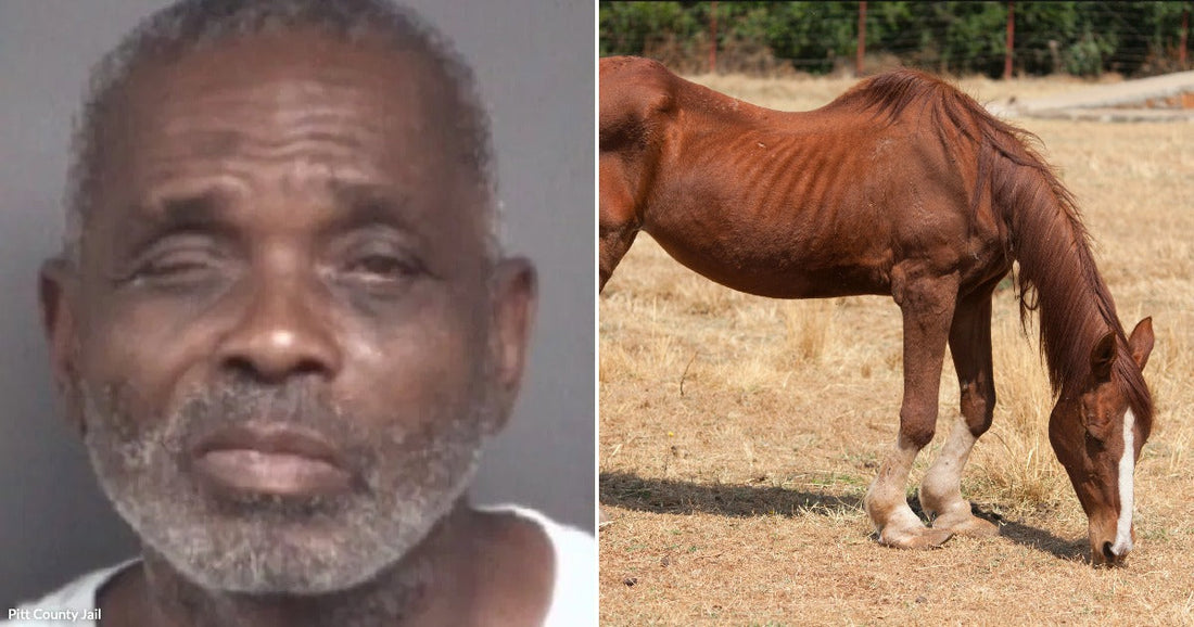 On the left, an older man with gray hair and a beard looks forward against a gray background; on the right, a thin chestnut horse grazes on dry grass in.
