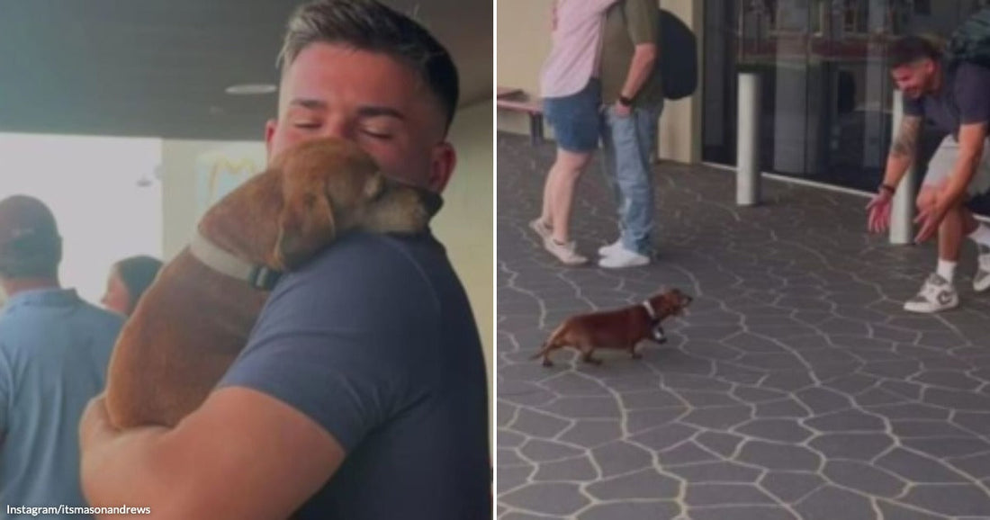 On the left, a man cradles a small brown puppy indoors; on the right, a man crouches outdoors as a small dachshund trots toward him.