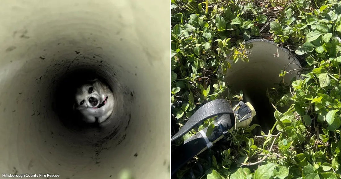 On the left, a small dog peers up from inside a concrete drainage pipe; on the right, a camera or flashlight device rests beside an overgrown pipe opening in dense.
