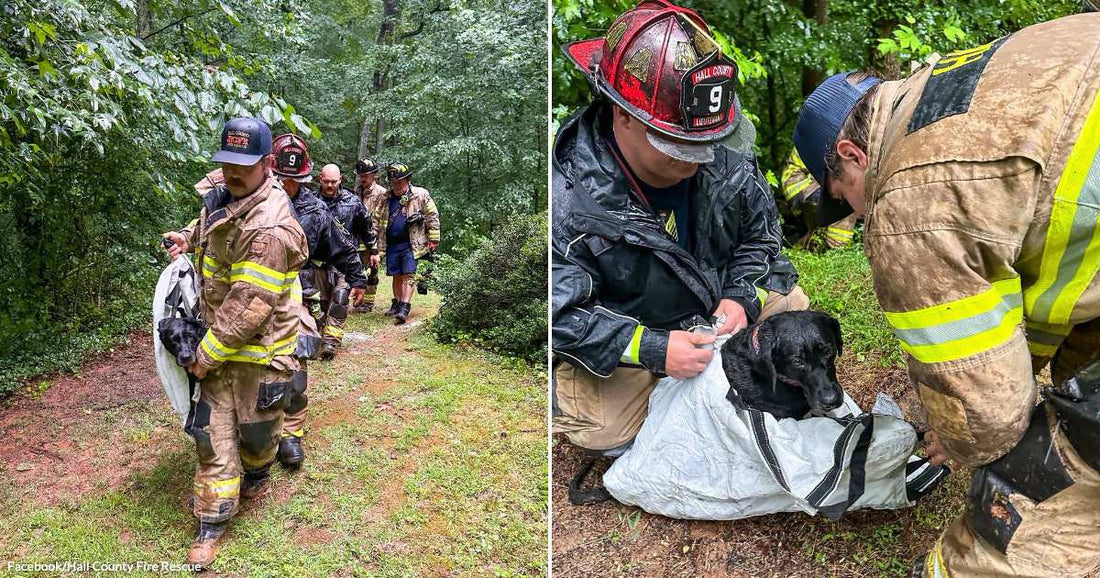 On the left, firefighters in turnout gear walk a forest trail carrying a black dog in a sling; on the right, two firefighters kneel outdoors tending to the same black.