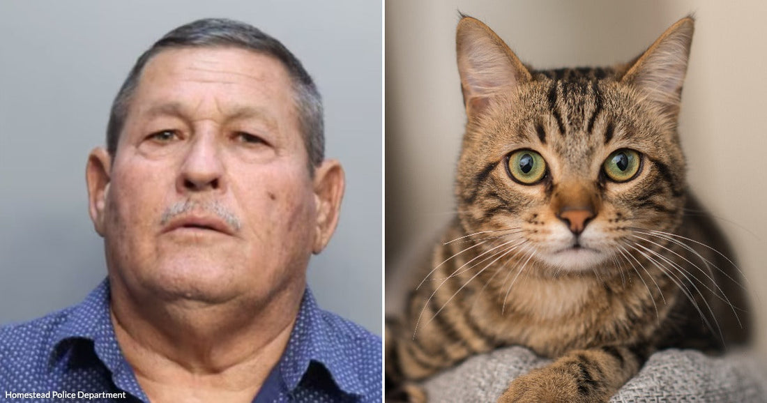 On the left, an older man with gray hair and a mustache poses against a plain background; on the right, a tabby cat with green eyes rests on a gray.