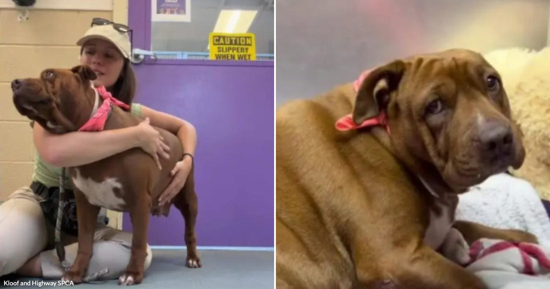 On the left, a young woman hugs a brown and white dog indoors; on the right, the same brown dog rests on a white blanket wearing a red collar.
