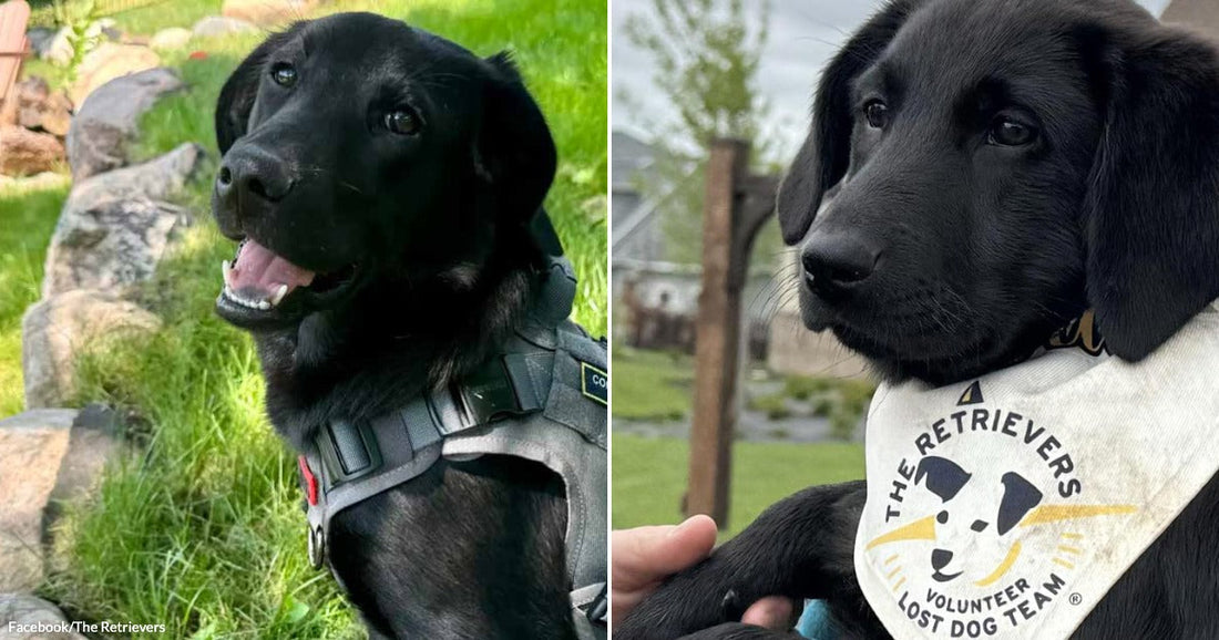 On the left, a black Labrador wearing a gray tactical harness sits happily in a grassy yard; on the right, a black Lab puppy wears a "The Retrievers Volunteer Lost.