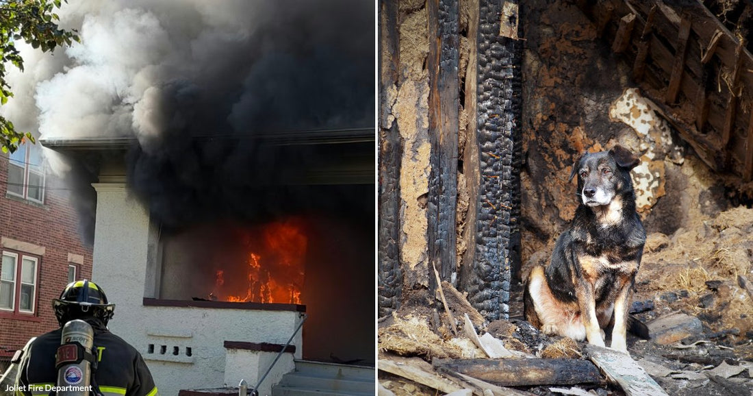 On the left, a firefighter stands before a building engulfed in flames and black smoke; on the right, a dog sits amid charred wooden debris from a burned structure.