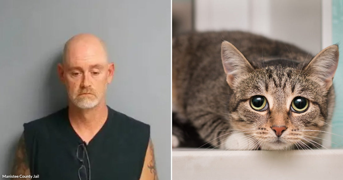 On the left, a bald man with a goatee and tattoos stands against a gray wall; on the right, a tabby cat with green eyes rests on a white surface.