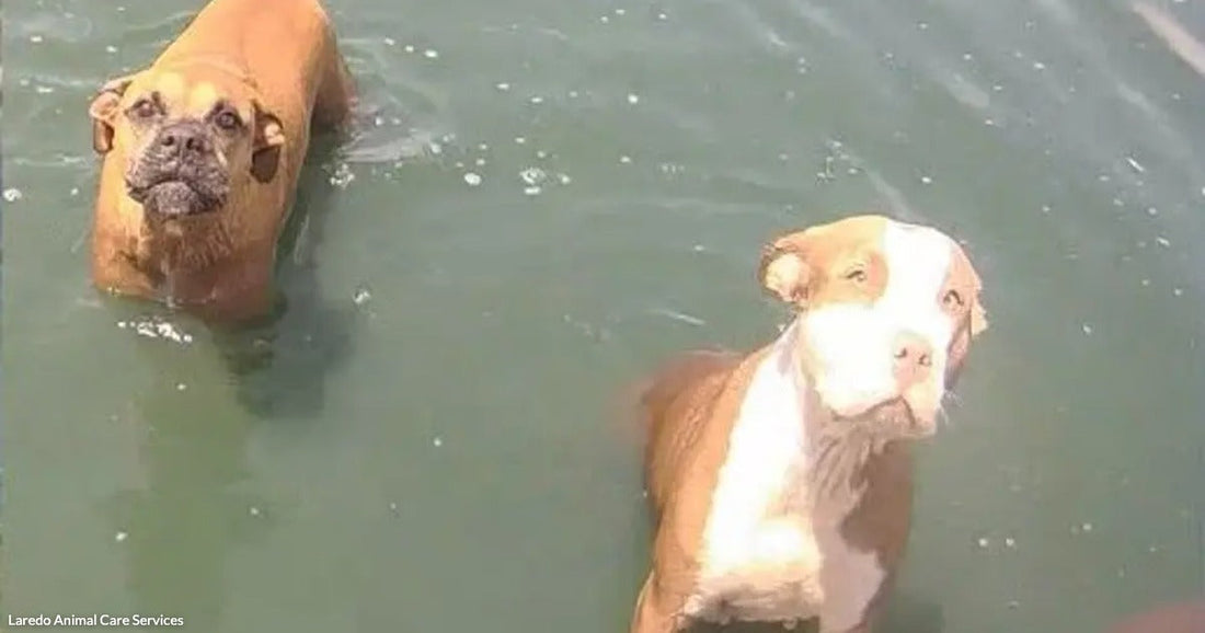 Two wet dogs, a Boxer and a pit bull mix, stand in shallow green water looking toward the camera.