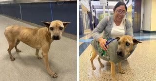 On the left, a thin tan dog stands alone on a blue floor in a shelter hallway; on the right, a smiling woman in a gray cardigan kneels beside the.