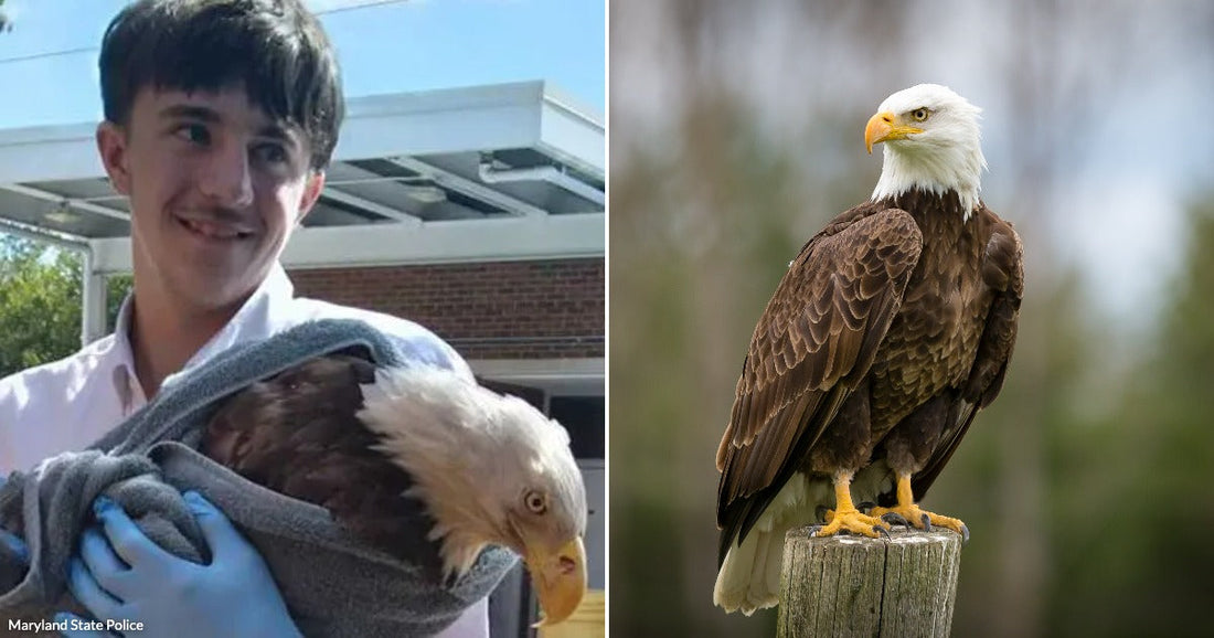 On the left, a young man wearing gloves holds a wrapped bald eagle outdoors; on the right, a bald eagle perches on a wooden post in a forest setting.