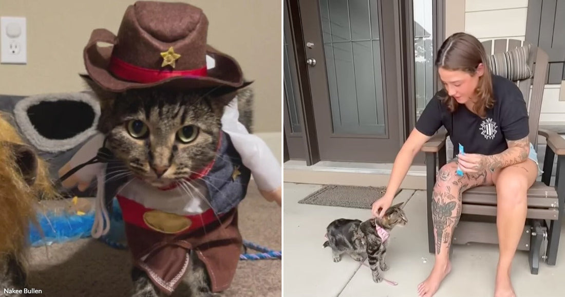 On the left, a tabby cat wearing a miniature sheriff cowboy costume indoors; on the right, a tattooed woman sitting on a porch, feeding a small tabby cat wearing a.