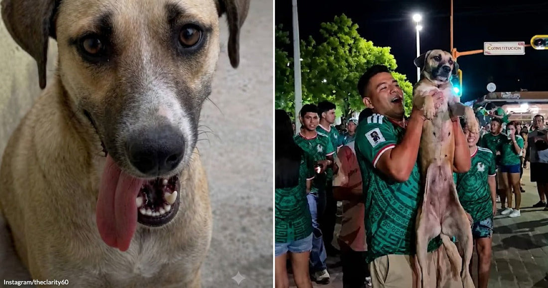 On the left, a tan stray dog pants with tongue out on a sidewalk; on the right, a man in a green Mexico soccer jersey joyfully lifts the same dog.