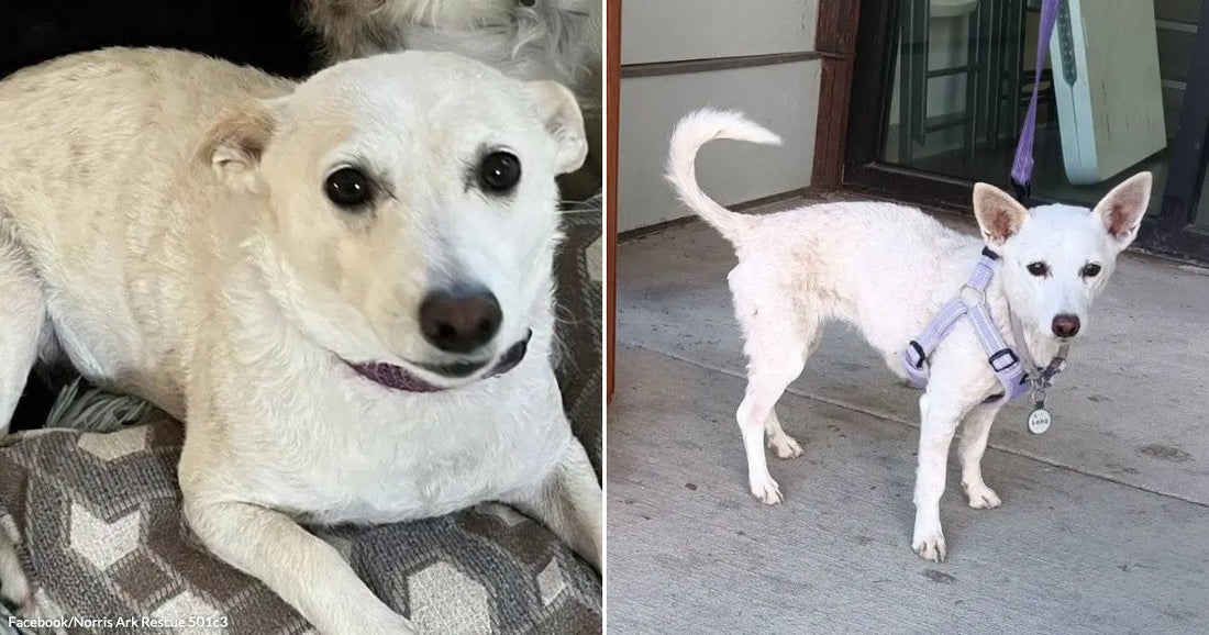 Left, a white dog with dark eyes sits on a patterned rug. Right, the dog, wearing a harness, stands on concrete.,